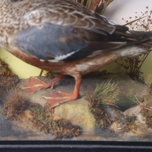 3196 - Taxidermy : A study of a Shoveler in naturalistic setting, in a glazed 3 glass panelled ebonised woo... 