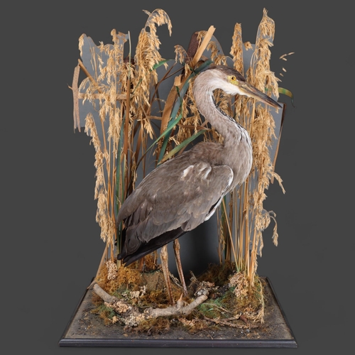 3198 - Taxidermy : A study of a Grey Heron, on wooden base, set in naturalistic reed and riverbed setting, ... 