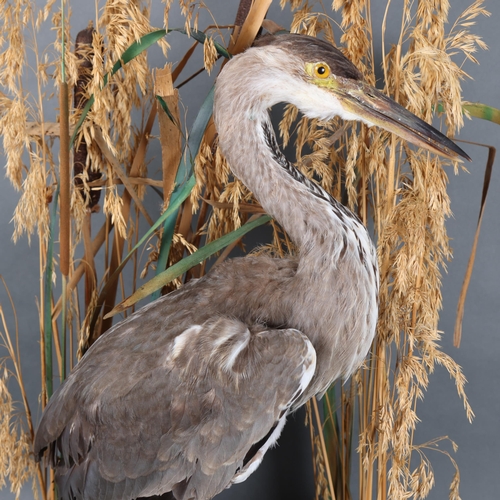 3198 - Taxidermy : A study of a Grey Heron, on wooden base, set in naturalistic reed and riverbed setting, ... 