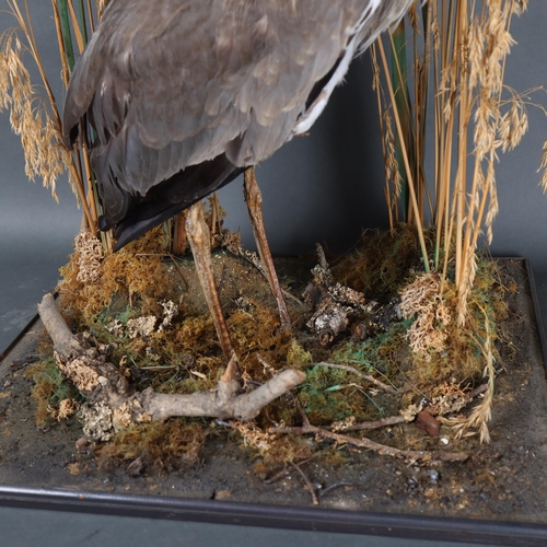 3198 - Taxidermy : A study of a Grey Heron, on wooden base, set in naturalistic reed and riverbed setting, ... 