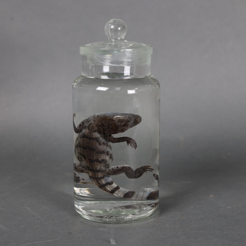 3199 - Taxidermy: Baby Spectacled Caiman Crocodile wet specimen in glass jar 
A rare full specimen of a bab... 