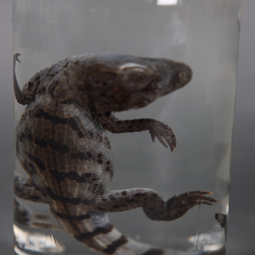 3199 - Taxidermy: Baby Spectacled Caiman Crocodile wet specimen in glass jar 
A rare full specimen of a bab... 