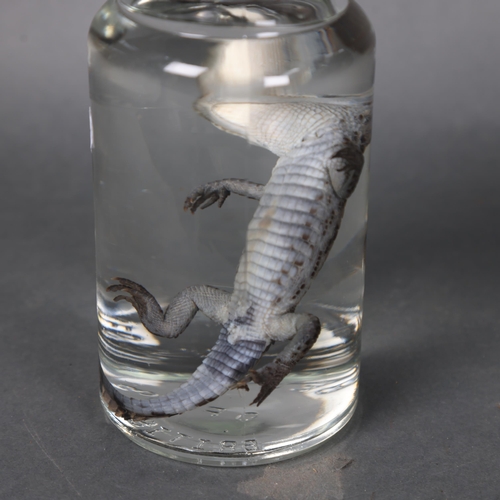 3199 - Taxidermy: Baby Spectacled Caiman Crocodile wet specimen in glass jar 
A rare full specimen of a bab... 