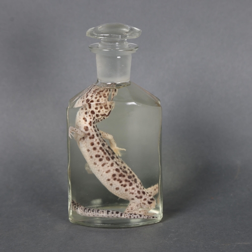 3200 - Taxidermy: Leopard Gecko wet specimen in glass jar 
A full specimen of a leopard gecko. Preserved in... 