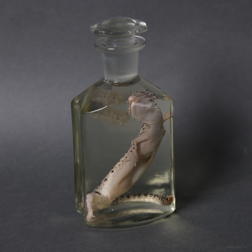 3200 - Taxidermy: Leopard Gecko wet specimen in glass jar 
A full specimen of a leopard gecko. Preserved in... 