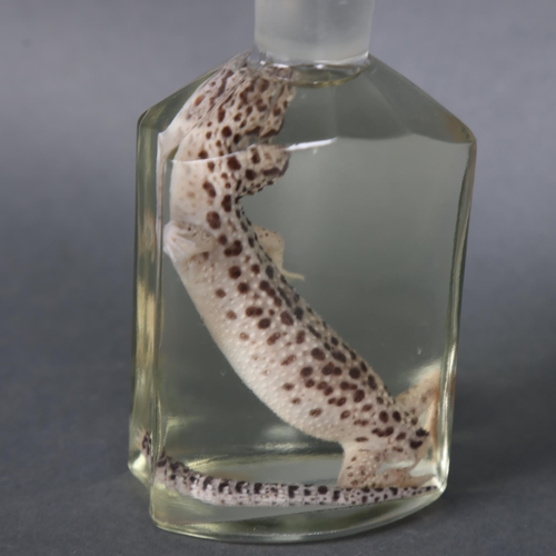 3200 - Taxidermy: Leopard Gecko wet specimen in glass jar 
A full specimen of a leopard gecko. Preserved in... 