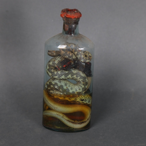 3201 - Taxidermy : A Victorian wet specimen study of a group of snakes, housed glass bottle with red wax se... 