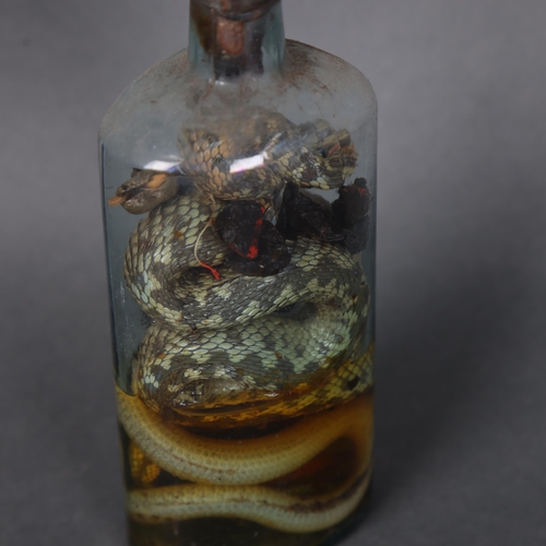 3201 - Taxidermy : A Victorian wet specimen study of a group of snakes, housed glass bottle with red wax se... 