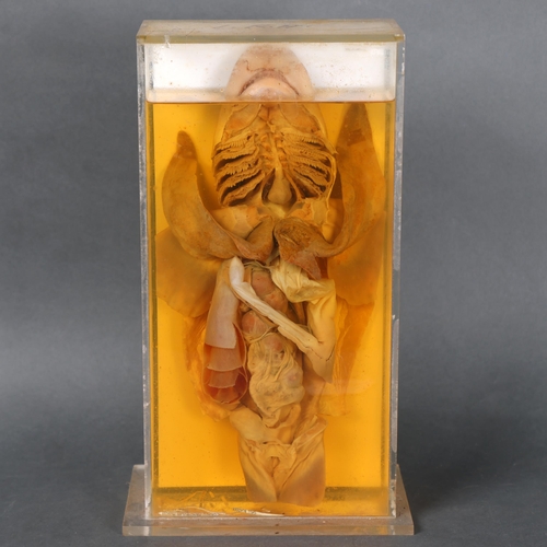 3202 - Taxidermy : A wet specimen study, 'Dogfish - General Dissection, Female', preserved in alcohol and h... 