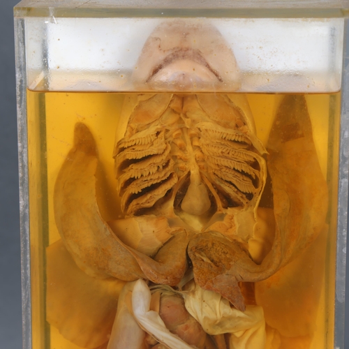 3202 - Taxidermy : A wet specimen study, 'Dogfish - General Dissection, Female', preserved in alcohol and h... 