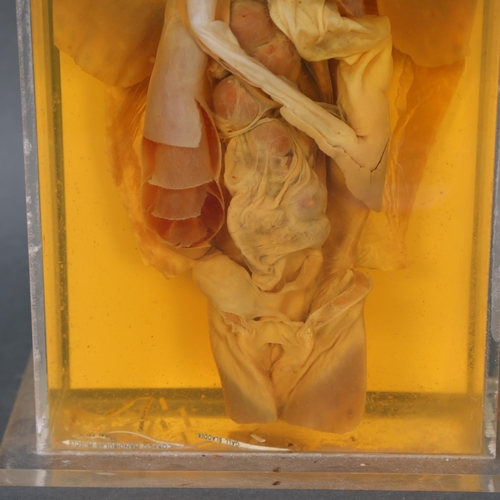 3202 - Taxidermy : A wet specimen study, 'Dogfish - General Dissection, Female', preserved in alcohol and h... 