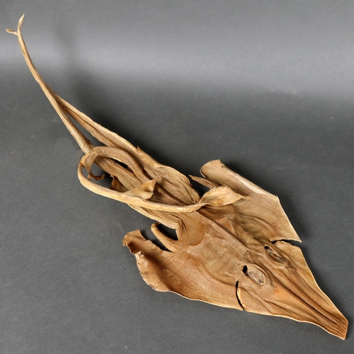 3203 - Taxidermy : 'Jenny Haniver' - the mythical demon of the deep, sculpted from the dried carcass of a R... 