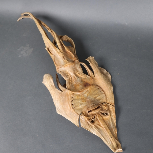 3203 - Taxidermy : 'Jenny Haniver' - the mythical demon of the deep, sculpted from the dried carcass of a R... 