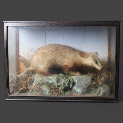 3204 - Taxidermy : A Victorian study of a Badger (Meles meles) in a naturalistic setting, in glazed 3 glass... 