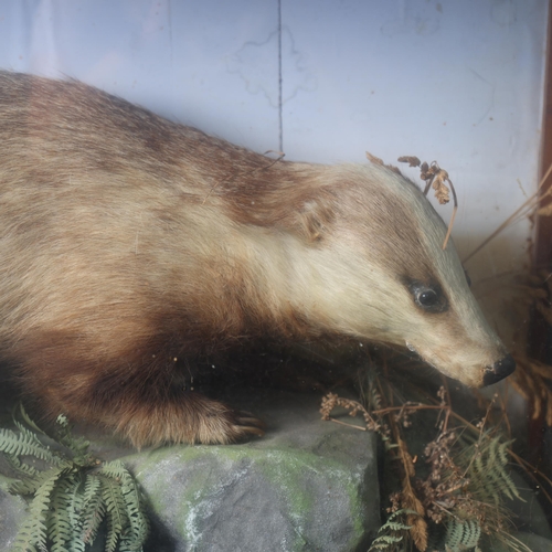 3204 - Taxidermy : A Victorian study of a Badger (Meles meles) in a naturalistic setting, in glazed 3 glass... 