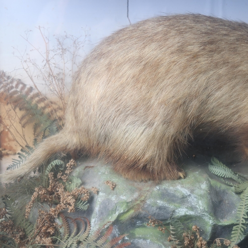 3204 - Taxidermy : A Victorian study of a Badger (Meles meles) in a naturalistic setting, in glazed 3 glass... 