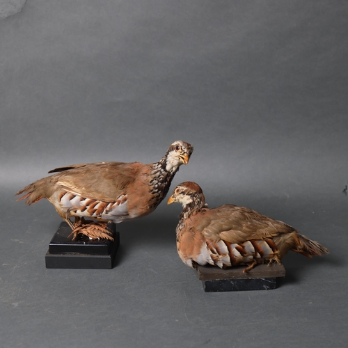 3205 - Taxidermy : Two Red-legged Partridge, both on stands, largest, height 19cm.