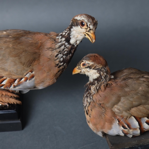 3205 - Taxidermy : Two Red-legged Partridge, both on stands, largest, height 19cm.