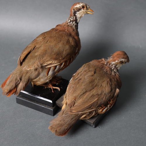 3205 - Taxidermy : Two Red-legged Partridge, both on stands, largest, height 19cm.