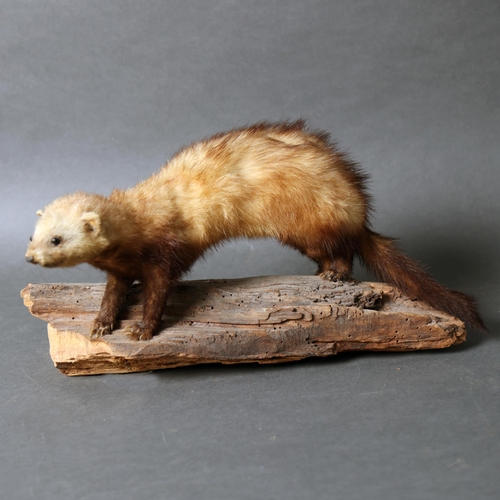 3207 - Taxidermy : A full mount study of a Stoat, on naturalistic branch base, length 38cm.