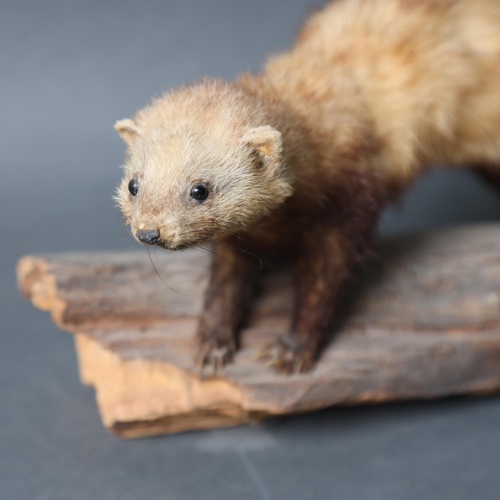 3207 - Taxidermy : A full mount study of a Stoat, on naturalistic branch base, length 38cm.