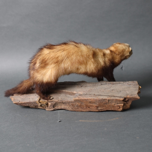 3207 - Taxidermy : A full mount study of a Stoat, on naturalistic branch base, length 38cm.