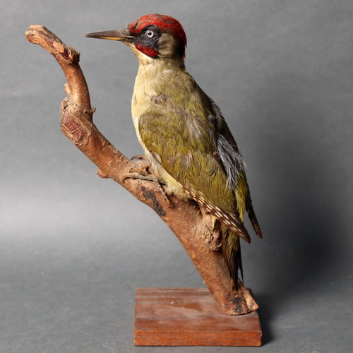 3208 - Taxidermy : A study of a Green Woodpecker, perched on woodland tree branch and mounted on stand, hei... 