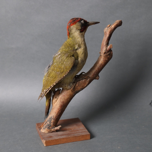 3208 - Taxidermy : A study of a Green Woodpecker, perched on woodland tree branch and mounted on stand, hei... 