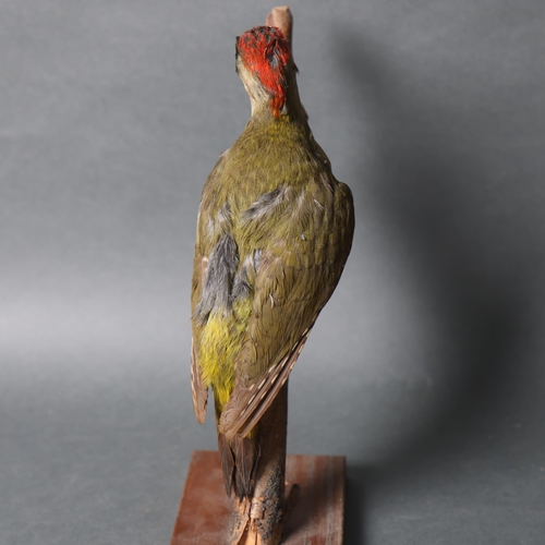 3208 - Taxidermy : A study of a Green Woodpecker, perched on woodland tree branch and mounted on stand, hei... 