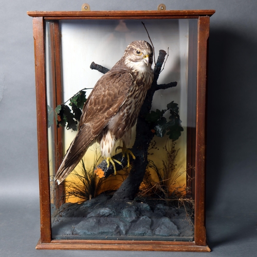 3209 - Taxidermy : A Victorian study of a Saker Falcon (Falco cherrug), perched on branch in naturalistic s... 