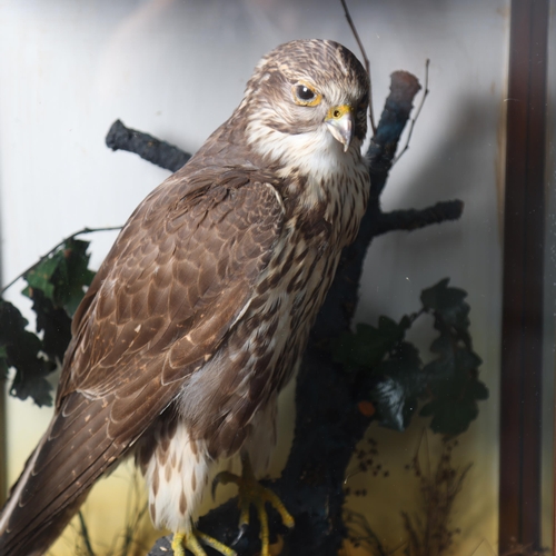 3209 - Taxidermy : A Victorian study of a Saker Falcon (Falco cherrug), perched on branch in naturalistic s... 