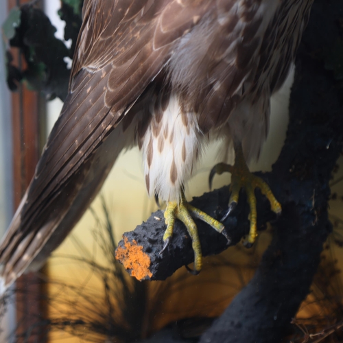 3209 - Taxidermy : A Victorian study of a Saker Falcon (Falco cherrug), perched on branch in naturalistic s... 