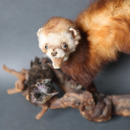 3211 - Taxidermy : A study of a Stone (Beech) Martin on naturalistic branch display, standing over adult St... 