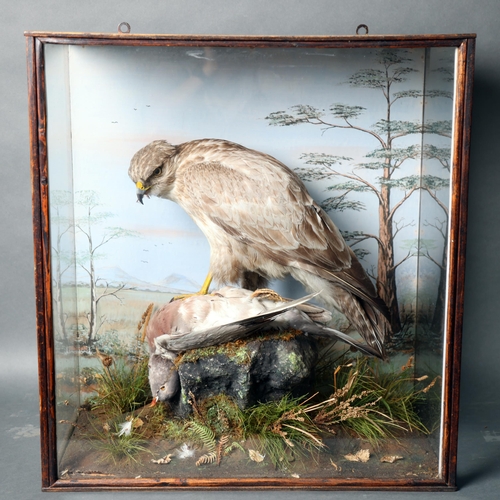 3212 - Taxidermy: Cased Common Buzzard on Wood Pigeon prey kill by W. Shelbrooke of Bridgenorth, Shropshire... 