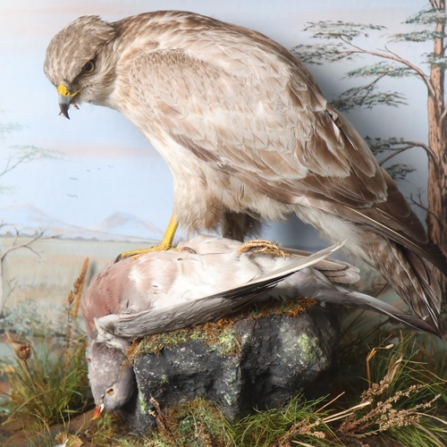 3212 - Taxidermy: Cased Common Buzzard on Wood Pigeon prey kill by W. Shelbrooke of Bridgenorth, Shropshire... 