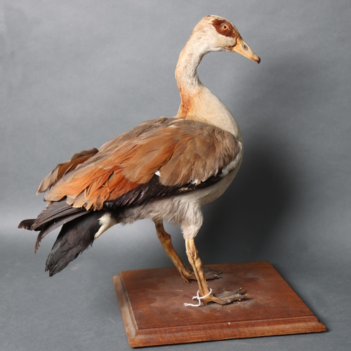 3213 - Taxidermy : A study of an Egyptian Goose, freestanding, mounted on wooden base, height 50cm.