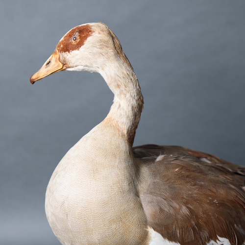 3213 - Taxidermy : A study of an Egyptian Goose, freestanding, mounted on wooden base, height 50cm.