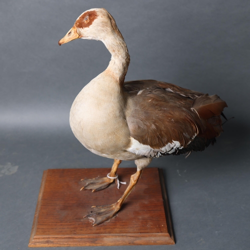 3213 - Taxidermy : A study of an Egyptian Goose, freestanding, mounted on wooden base, height 50cm.