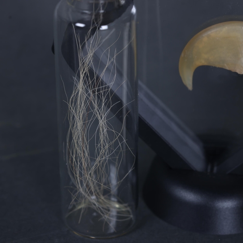 3223 - Taxidermy: African Lion Claw and Jar of mane hair.
A specimen African Lion claw (removed from damage... 