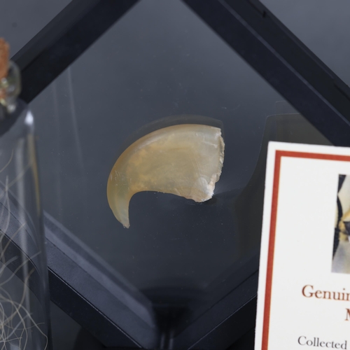 3223 - Taxidermy: African Lion Claw and Jar of mane hair.
A specimen African Lion claw (removed from damage... 