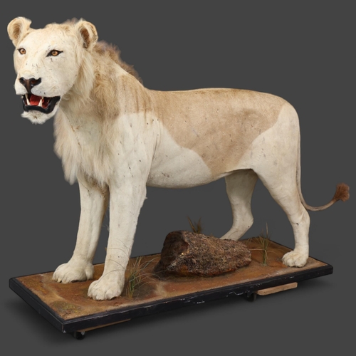 Taxidermy: African Lion.
A full mount male African Lion. Stood level on all four legs on rectangular base with simulated savannah details including grasses and tree stump. The edges of the base finished in wood painted black. 
A truly impressive piece. 
CITES - Annex B, Appendix II