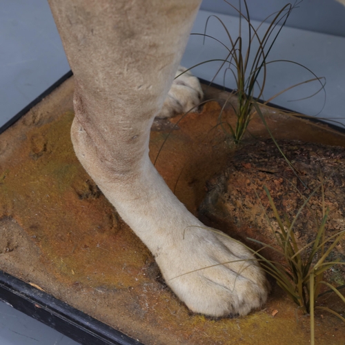 3224 - Taxidermy: African Lion.
A full mount male African Lion. Stood level on all four legs on rectangular... 