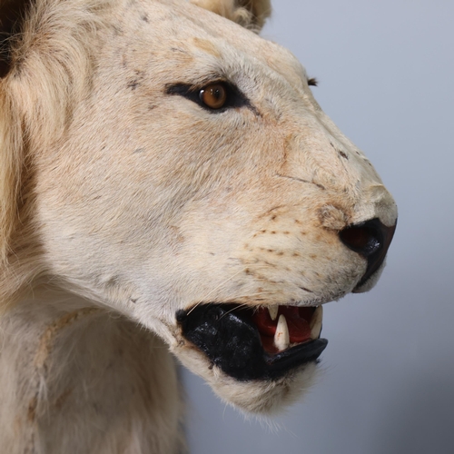 3224 - Taxidermy: African Lion.
A full mount male African Lion. Stood level on all four legs on rectangular... 