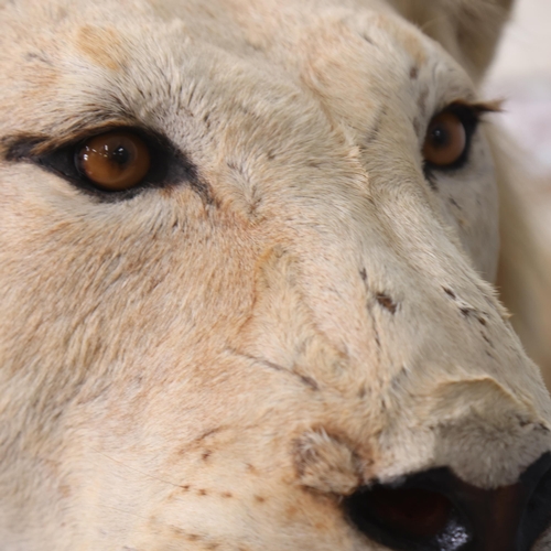 3224 - Taxidermy: African Lion.
A full mount male African Lion. Stood level on all four legs on rectangular... 