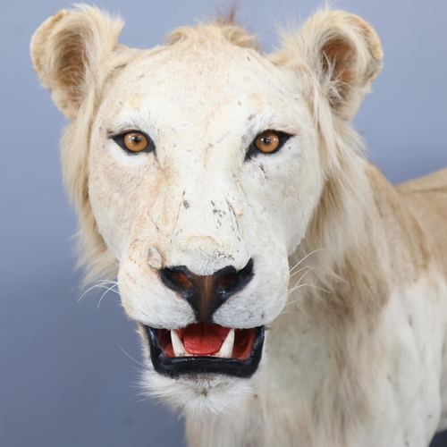 3224 - Taxidermy: African Lion.
A full mount male African Lion. Stood level on all four legs on rectangular... 