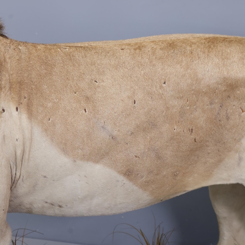 3224 - Taxidermy: African Lion.
A full mount male African Lion. Stood level on all four legs on rectangular... 