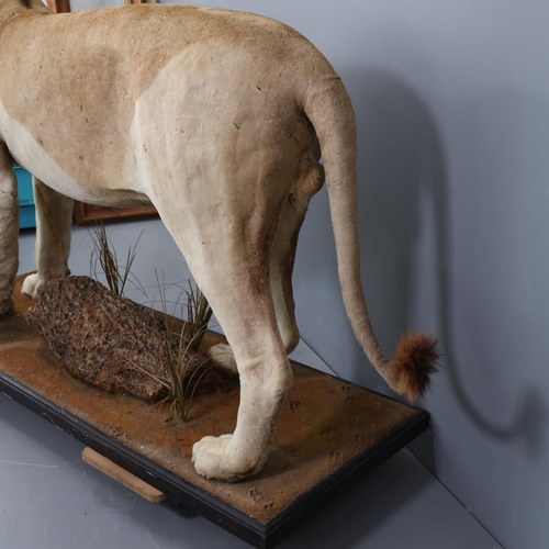 3224 - Taxidermy: African Lion.
A full mount male African Lion. Stood level on all four legs on rectangular... 