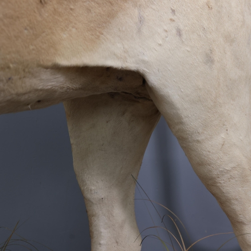 3224 - Taxidermy: African Lion.
A full mount male African Lion. Stood level on all four legs on rectangular... 