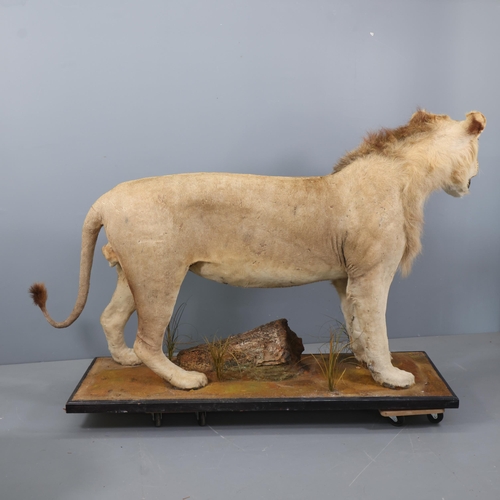 3224 - Taxidermy: African Lion.
A full mount male African Lion. Stood level on all four legs on rectangular... 