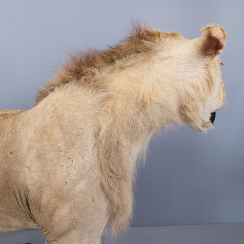 3224 - Taxidermy: African Lion.
A full mount male African Lion. Stood level on all four legs on rectangular... 